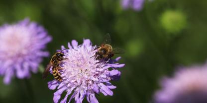 Oft besuchen Honig- und Wildbienen dieselben Pflanzenarten. Das allein beweist jedoch noch keine Konkurrenz.