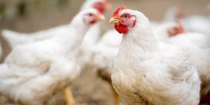 Ein Landwirt aus dem Emsland wollte für seine Masthähnchen einen Wintergarten am Stall anbauen. Er bekam keine Genehmigung und klagte dagegen. Damit ist er gescheitert.