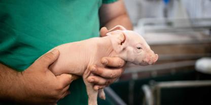 neugeborenes-Ferkel_AdobeStock_439298931