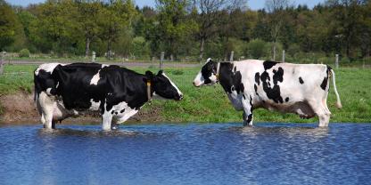 Zwei Kuehe stehen bei Hitze im Wasser