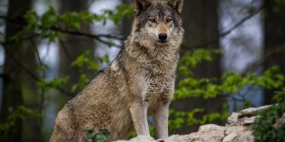 Der Kreis Olpe hat gegen den Beschluss des Gerichts Einspruch eingelegt, die Abschussgenehmigung für einen Wolf zu kippen.