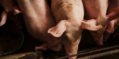 Schweine fressen aus einem Trog