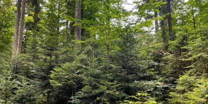 Ein solcher Mischwald bringt in optimaler Weise Klimaschutz und die Förderung der Biodiversität unter einen Hut