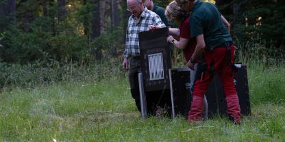 Unter Aufsicht von Fachleuten wurde Kuder „Koda“ kürzlich im Pfälzerwald ausgewildert.