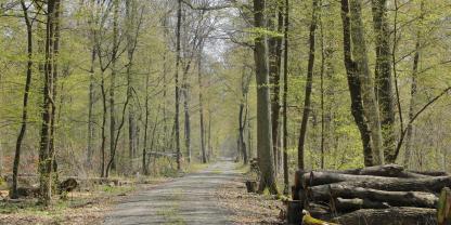 Allein in Thüringen gelten für bis zu 40.000 ha privater Waldfläche ungeklärte Eigentumsverhältnisse. Oft sind betroffene Waldparzellen kaum größer als 1 Hektar.