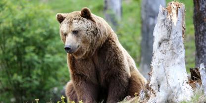 In den Alpen sorgt ein Braunbär derzeit für Aufsehen. (Symbolbild)