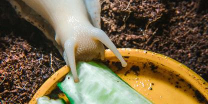 Gurken bestehen zu rund 97 Prozent aus Wasser und ziehen dadurch sowohl im Terrarium als auch im Garten Schnecken besonders stark an.