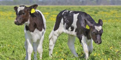 Zwillingskalbungen sind für Landwirte ein finanzielles Risiko.Foto: stock.adobe.com/Ben Schonewille