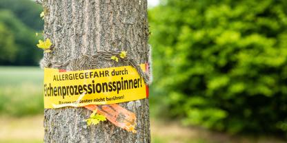 Eichenprozessionsspinner sorgen in Deutschland mancherorts für Warnungen und Sperrungen.
