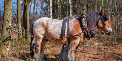 Schwerverdiener: Rückepferde werden in Nordrhein-Westfalen gefördert.