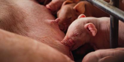 Ein verheerender Großbrand hat 2021 die XXL-Sauenanlage in Alt Tellin (Mecklenburg-Vorpommern) zerstört. Rund 50.000 Sauen und Ferkel starben. Jetzt gibt es eine neue Entwicklung.