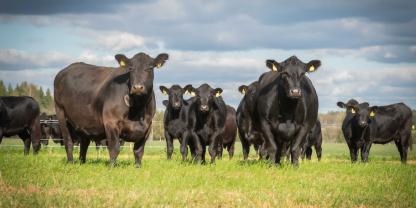 Bei den 271 gekeulten Tieren handelte es sich größtenteils um Aberdeen-Angus- und Belted-Galloway-Rinder (Symbolbild).