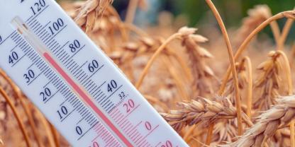 Diesen Sommer bleibt das Thermometer in höheren Gefilden.
