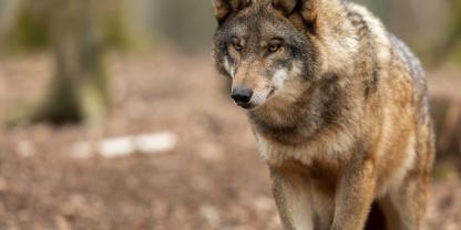 Das Verwaltungsgericht Arnsberg stoppte den geplanten Abschuss eines Wolfs (Symbolfoto).