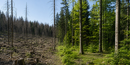 Zukunftswald braucht Zukunftswissen