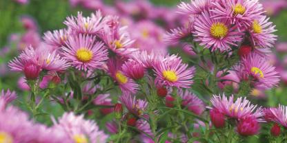 Das Einkürzen bei Raublatt-Astern ‘Rosa Sieger’ verlängert die Saison.