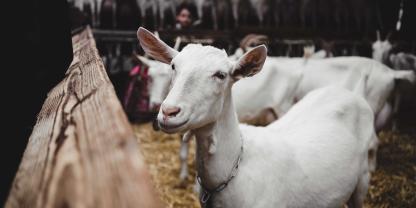Ziegen_Stall_AdobeStock_258726519
