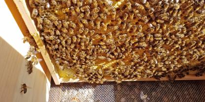 Eine gezeichnete Königin lässt sich auf einer bienenbesetzten Wabe rasch ausmachen.