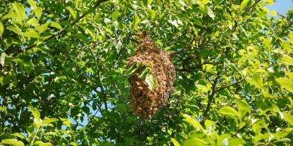 Der Schwarmprozess als natürliche Brutpause: Diese hilft den Bienen auch im Kampf gegen die Varroamilben.