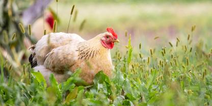 Huhn-Freiland