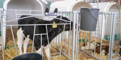 Die Diesel-Diebe nutzten Rapsölkanister, um den geklauten Kraftstoff abzutransportieren. Das Rapsöl entsorgten sie teilweise in die Kälbertrögen.