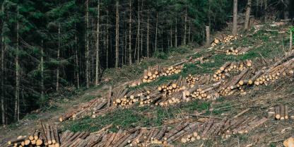 Wald-roden-AdobeStock_140900666