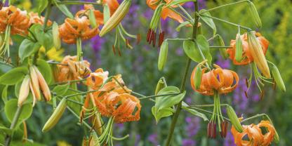Mandarin-Lilien sind stattliche Erscheinungen in leuchtendem Orange.