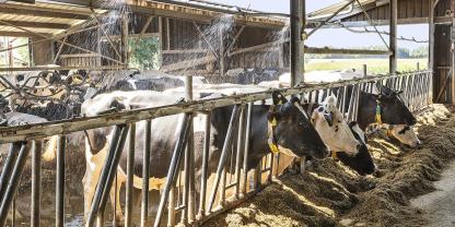 Kuhduschen sind eine gute Möglichkeit, den Kühen im Sommer Abkühlung zu verschaffen. Dabei müssen die Tiere bis auf die Haut nass werden und anschließend zügig abtrocknen. Die Kuhdusche sollte so platziert werden, dass Futter und Liegeboxen trocken bleiben.