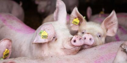 Mastschweine-Schweinemast-AdobeStock_492780771