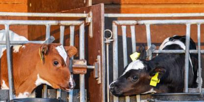 Kälberstall-Lifehacks: Darum setzen Landwirte auf Parkscheiben, Plotter und Stapelwannen