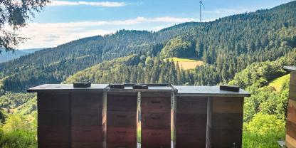 Im Süden hoffen wir natürlich wieder auf eine ergiebige Waldtracht.