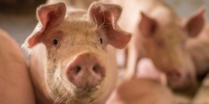 Schweinepreise-Mastschweine_109-ID75855