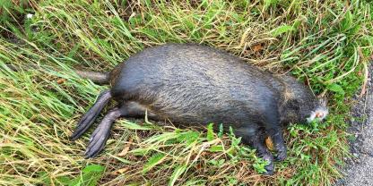 In der Provinz Buenos Aires haben Jugendliche ein Nutria totgetreten – und die Tat gefilmt (Symbolbild).