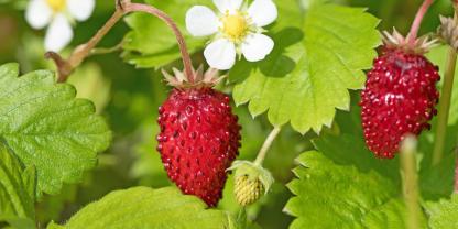 Anhand der weißen Blüte lassen sich Wald-Erdbeeren gut von Scheinerdbeeren unterscheiden.