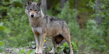 Der Abschuss eines Wolfes beschäftigt das Verwaltungsgericht Arnsberg (Symbolfoto).