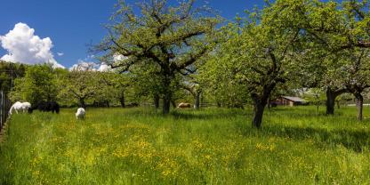 Pferde-Streuobstwiesen-AdobeStock_483432684