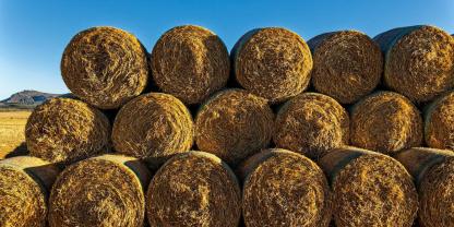 Rundballen auf einem Feld