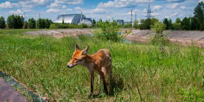Die Uni Freiburg schreibt auf ihrer Website: Wildtiere in Tschernobyl ändern ihr Verhalten während russischer Besetzung.