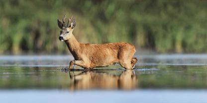 Reh-Bock-Wasser