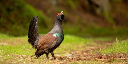 Trotz vieler Bemühungen ist der Bestand vom Auerwild in Thüringen in den vergangenen Jahres wieder gesunken.