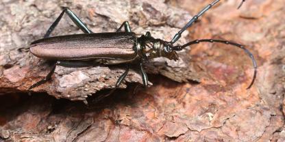 Der Totholzkäfer Aromia moschata wurde Mitte des 20. Jahrhundert selten, legte aber in den letzten Jahrzehnten deutlich zu.