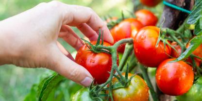 Tomatenpflanzen, die eine Pilzsymbiose mit Mykorrhiza eingingen, produzierten süßere Früchte.