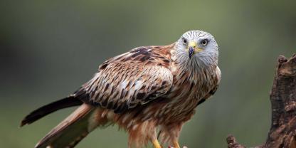 Besonders aasfressende Greifvögel, wie der Rotmilan, werden häufig Opfer von Wildtierkriminalität.