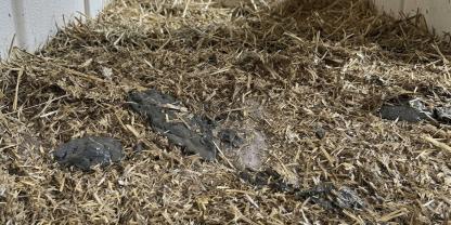 Ein Landwirt entdeckt gräulichen Kot bei einem Kalb und bittet Kollegen um Rat. Die Vermutungen reichen von Kokzidien bis zum Pansentrinker.