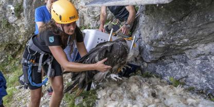 Auch in diesem Jahr wurden wieder Bartgeier im Klausbachtal ausgewildert.