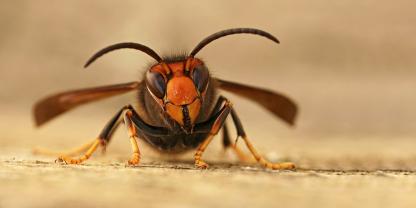 Vespa velutina breitet sich weiter im Norden aus.