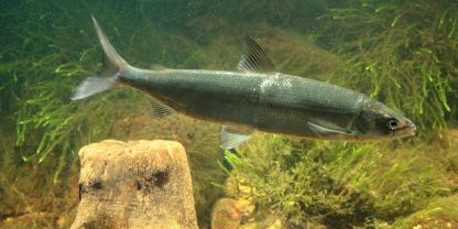 Fachleute prüfen, ob Felchen am Bodensee bald wieder gefischt werden dürfen – unter neuen Auflagen.