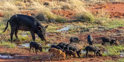 Wildschweine werden in Australien zur großen Plage. Die Schweine selbst sind jedoch keine Wildschweine von Natur aus. Es handelt sich um sogenannte Feral Pigs - also verwilderte Hausschweine.
