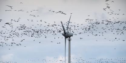 Mithilfe von Wetterradar-Daten lassen sich Winräder ab einer gewissen Vogeldichte gezielt abschalten.