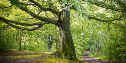 Alte Buchen brauchen im Klimawandel besondere Pflege – und Gesellschaft von anderen Baumarten.